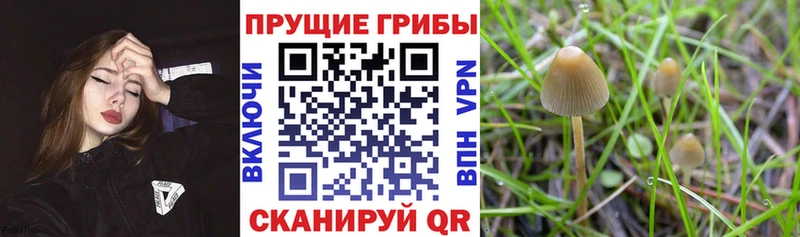 Купить закладки  Нытва  Псилоцибиновые грибы Magic Shrooms 